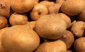 Красноярский край договорился о поставках семенного картофеля в Монголию