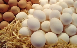 Красноярская птицефабрика отправит в Монголию 37 миллионов яиц