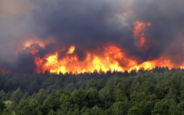 Учёные из СФУ: лесные пожары — это часть естественной среды обитания диких животных
