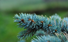Учёные Красноярского края объяснили, почему голубые ели имеют такой цвет