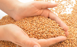 В Красноярском крае аграрии получили более 180 млн рублей на производство и сбыт зерновых