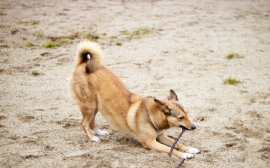 В Красноярске площадки для выгула собак оборудуют за 7,2 млн рублей