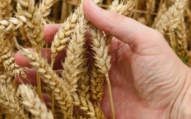 В Красноярском крае аграрии собрали 2,8 млн тонн зерна