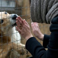 Украина попала в первую десятку стран, лидирующих по количеству бездомных животных