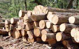 Красноярские лесничества продали на бирже первую древесину