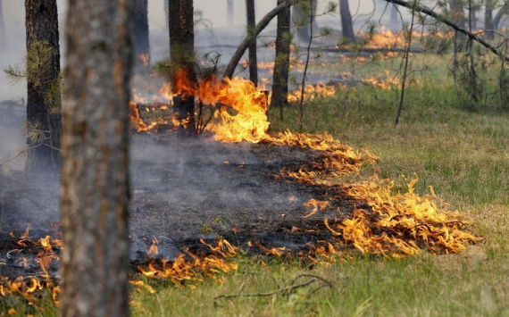 Ущерб от пожаров в красноярских лесах достиг 4 млрд рублей