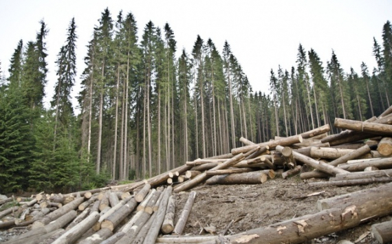 Объём восстановления красноярских лесов вырастет в два раза