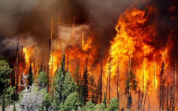 Ущерб от лесных пожаров в Красноярском крае составит минимум 1,5–2 млрд рублей