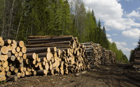В Красноярском крае запускается обновлённая программа учёта древесины ЛесЕГАИС