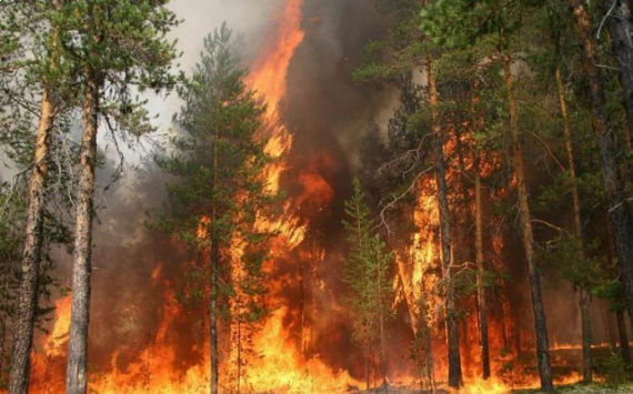 Красноярские власти предложили перевести 3 млн гектаров леса в зону активного пожаротушения