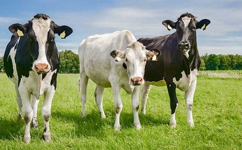 Сельскохозяйственные кооперативы Красноярска получили помощь на приобретение молочных коров