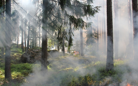 В Красноярском крае ликвидированы все лесные пожары