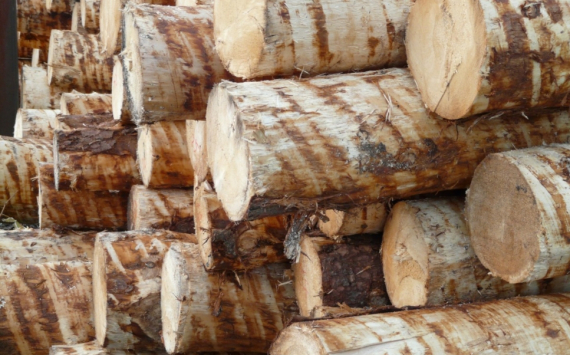 В Красноярском крае заготовка древесины для нужд агропредприятий находится под контролем депутатов