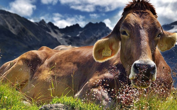 В Красноярский край из Австрии привезены 155 племенных коров