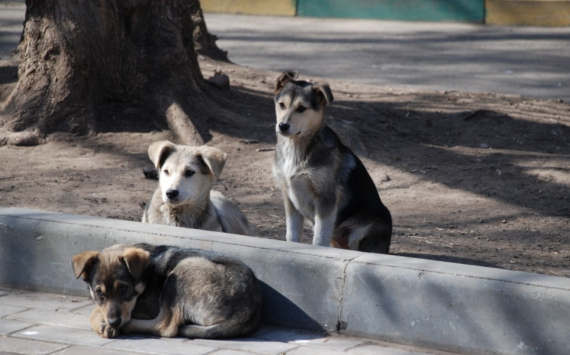 В Красноярске приюты предлагают предприятиям набрать собак-охранников