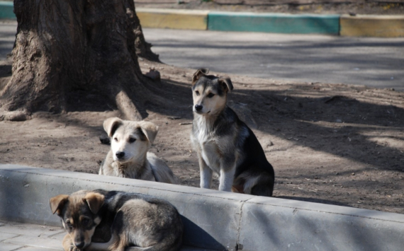 В Красноярске с начала года отловили и стерилизовали 260 собак