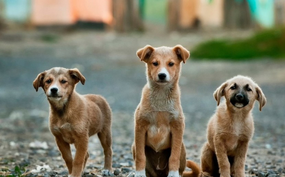 В Красноярском крае на отлов бездомных собак дополнительно выделят 50 млн рублей