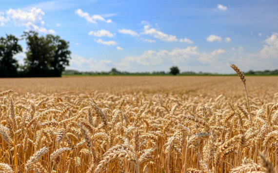 Иланский район получит около 150 млн рублей на развитие сельского хозяйства