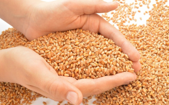 В Красноярском крае хозяйства получили 350 млн рублей на производство масличных и зерновых культур