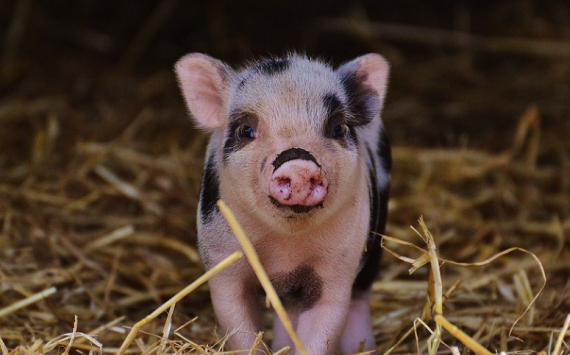 Компания «Сибагро» восстановит свинокомплекс в Назаровском районе