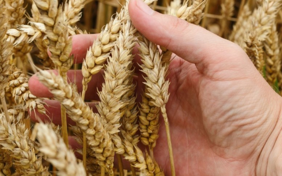 В Красноярском крае земледельцы получили более 180 млн рублей на производство и сбыт зерновых