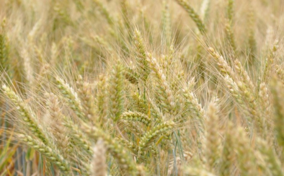 В Красноярском крае аграрии собрали более 1,5 млн тонн зерна