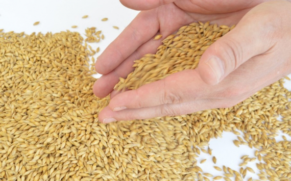 В Красноярском крае производители зерновых получат дополнительно 176 млн рублей