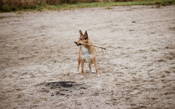 В Красноярске на площадки для выгула собак потратят 10 млн рублей