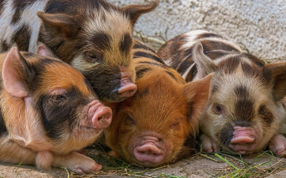 В Красноярском крае фермерам заплатят за изъятых из-за африканской чумы свиней
