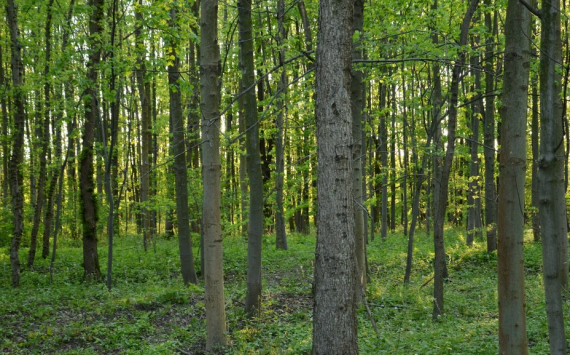 В Красноярске на благоустройство леса выделили 152 млн рублей