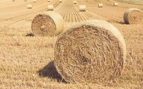 В Красноярском крае сельхозкооперативам раздали субсидий на 48 млн рублей