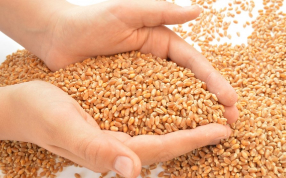 В Красноярском крае аграрии заготовили более 2 млн тонн зерна