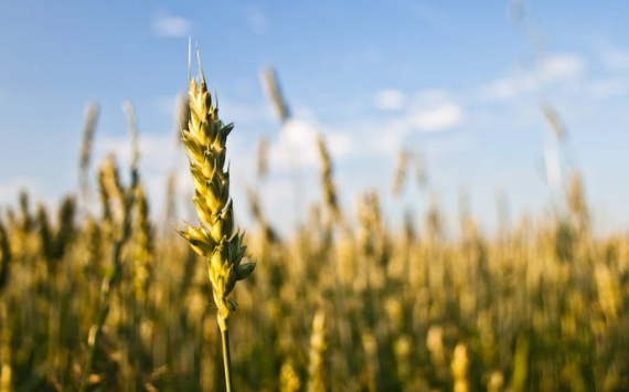 В Красноярском крае аграрии собрали более 2 млн тонн урожая