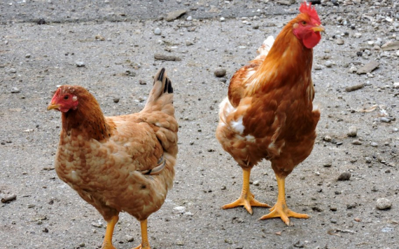 В Красноярском крае производство куриного мяса выросло на 12%