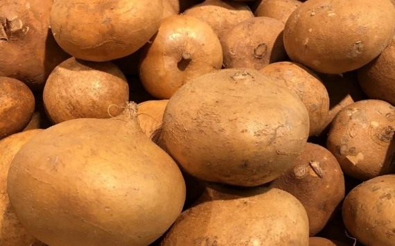 Красноярский край договорился о поставках семенного картофеля в Монголию
