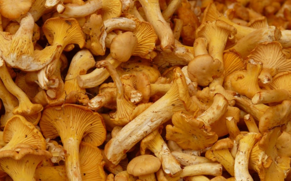 Красноярский край впервые экспортировал сушенные грибы в ОАЭ